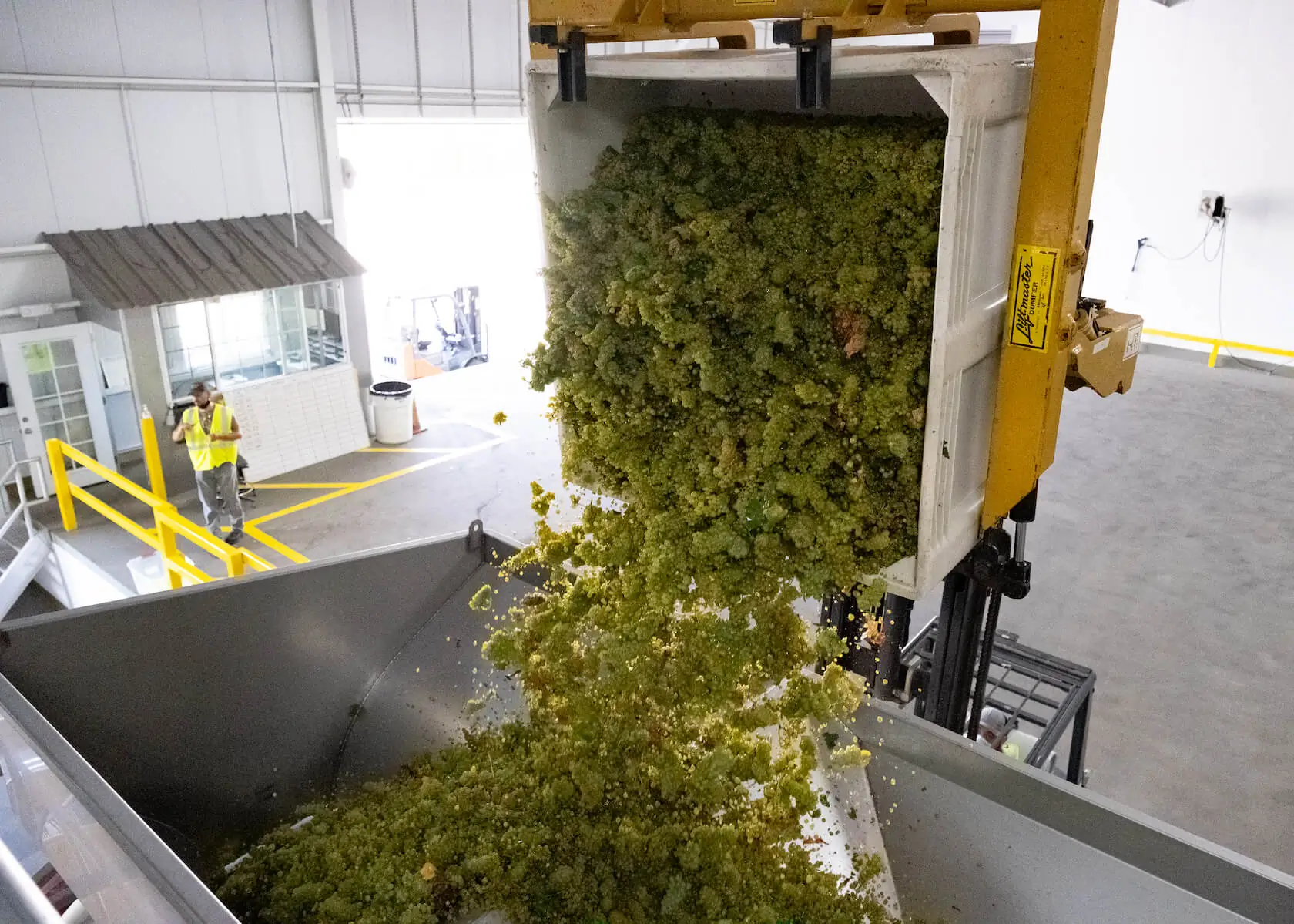 Grape harvest being dumped