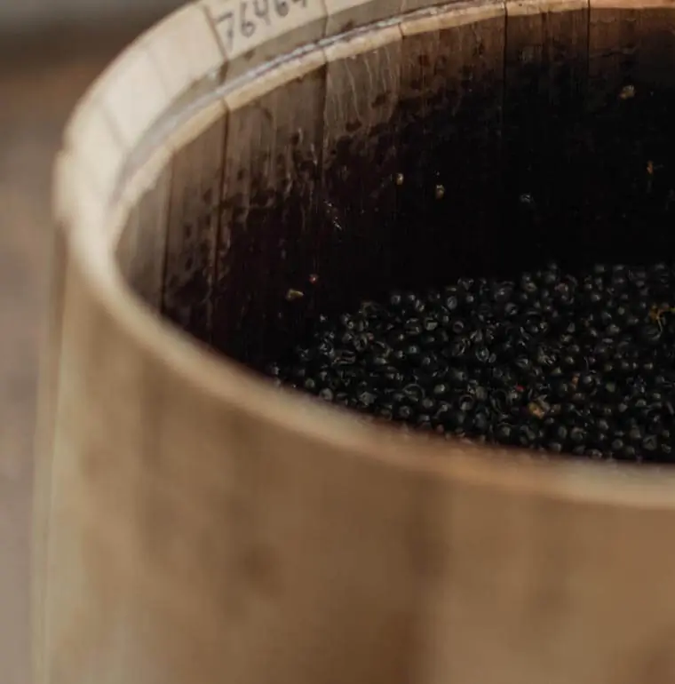 grapes fermenting