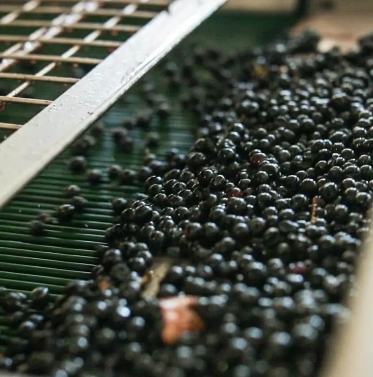 grapes being sorted