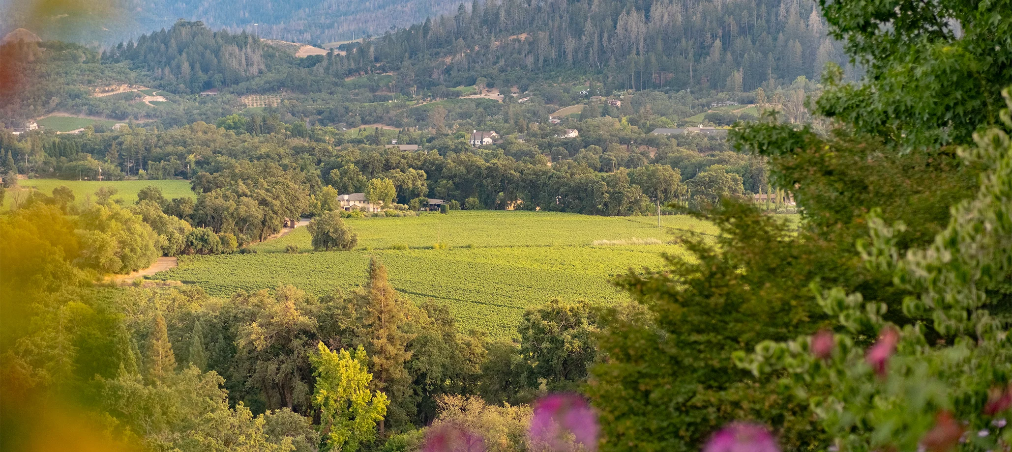 Rombauer Napa Valley View