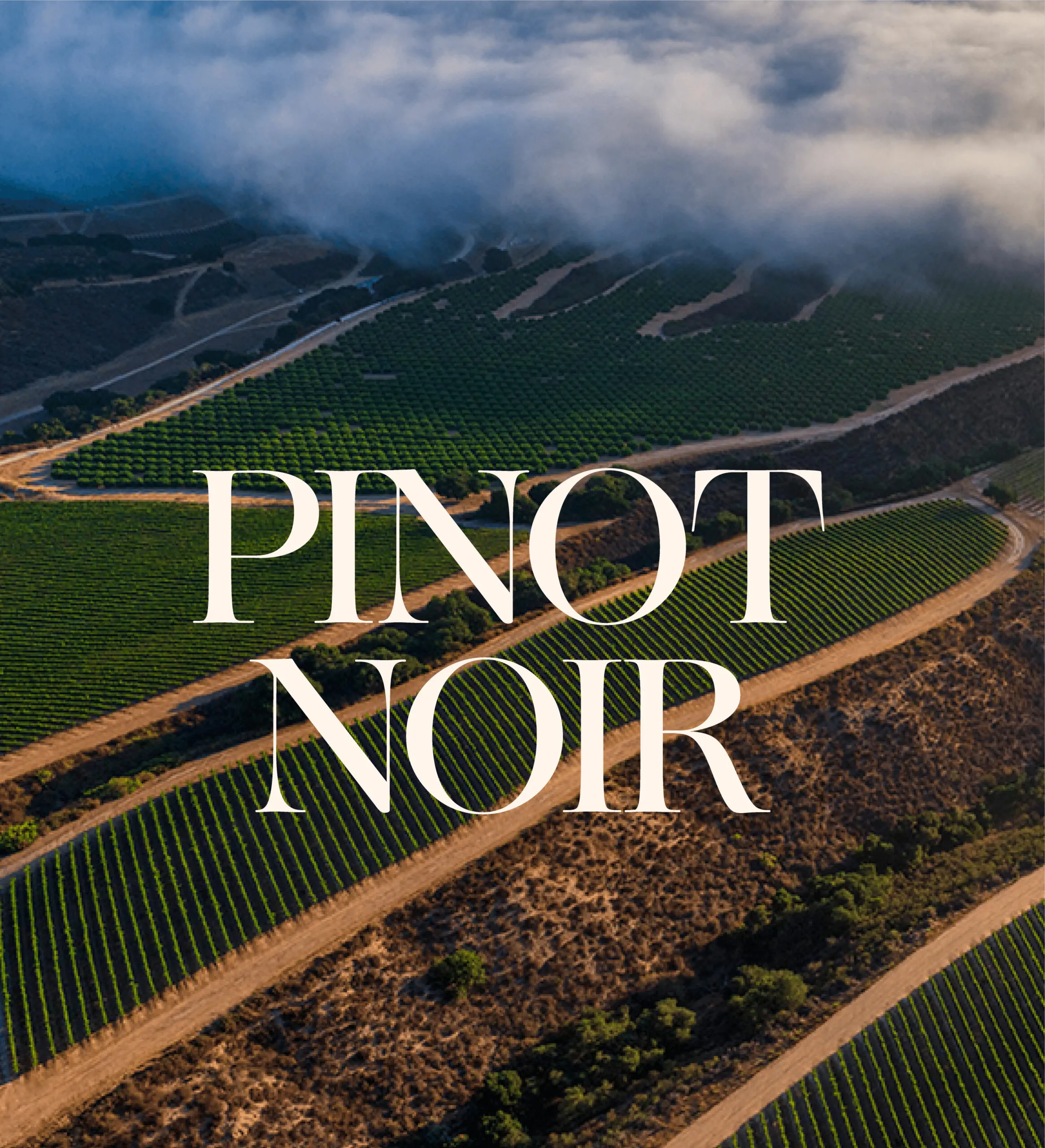 Pinot Noir