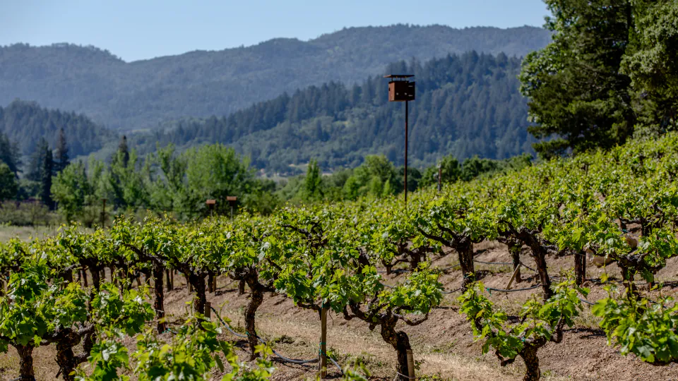 Rombauer Vineyards sustainability