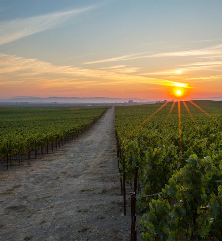 Rombauer Timeline 2004 - Vineyard with the sun setting in the background.