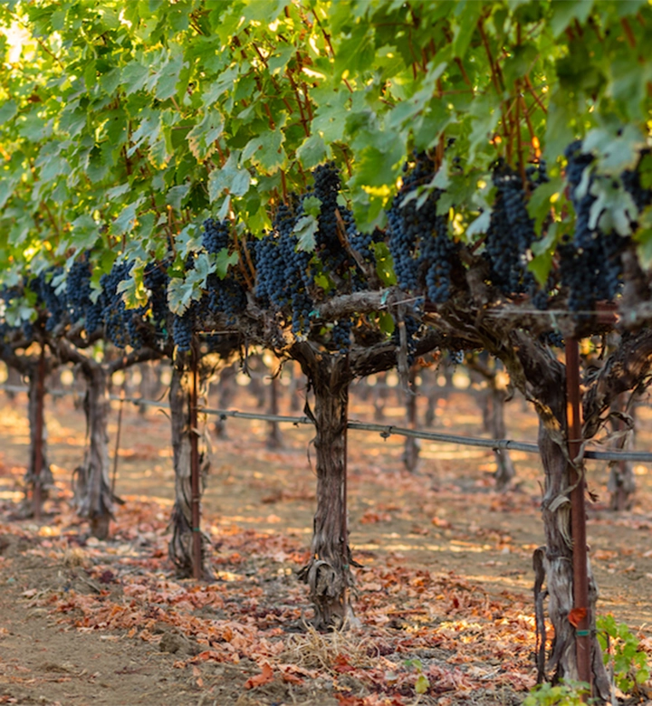 Rombauer Timeline 2005 - Stice Lane Vineyard.