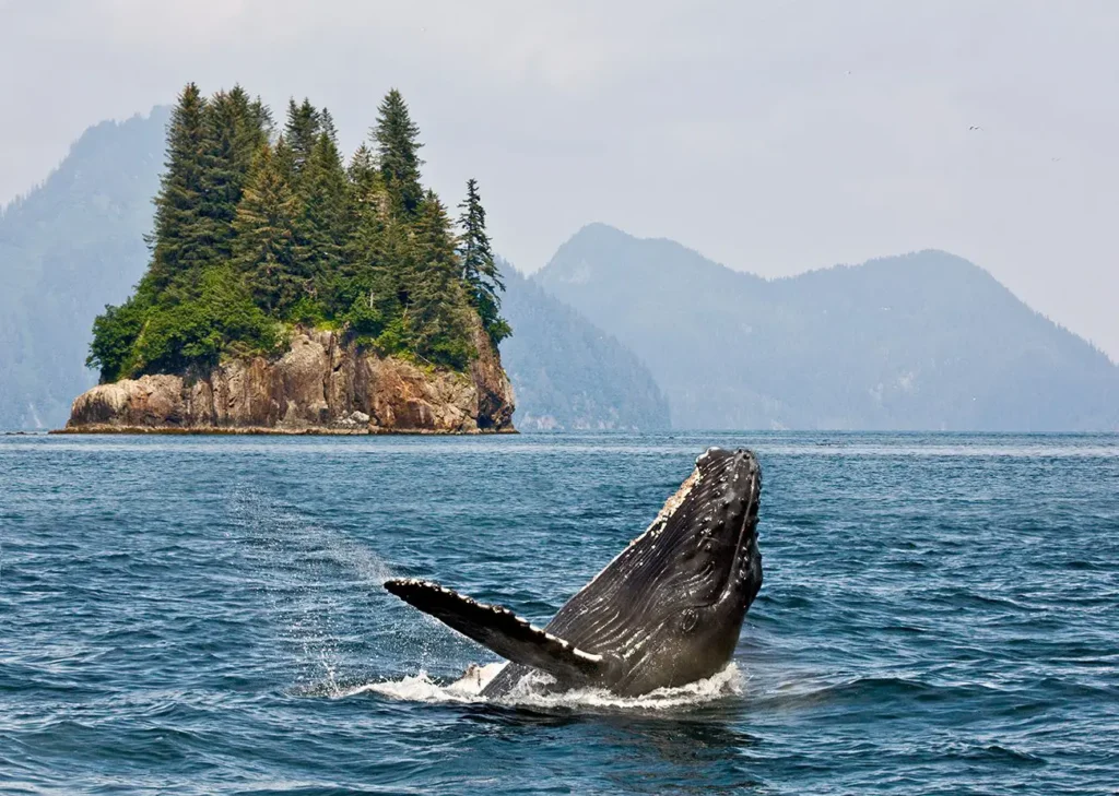 Whale breaching