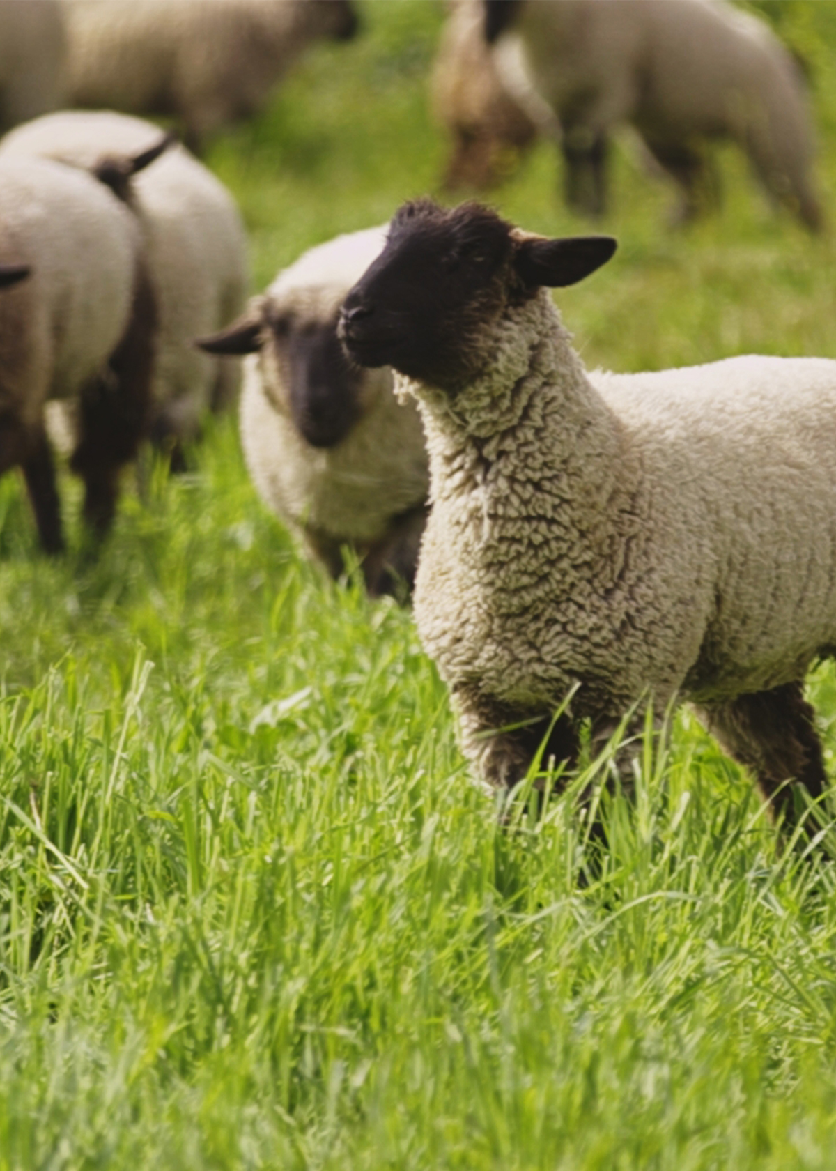 Sheep
