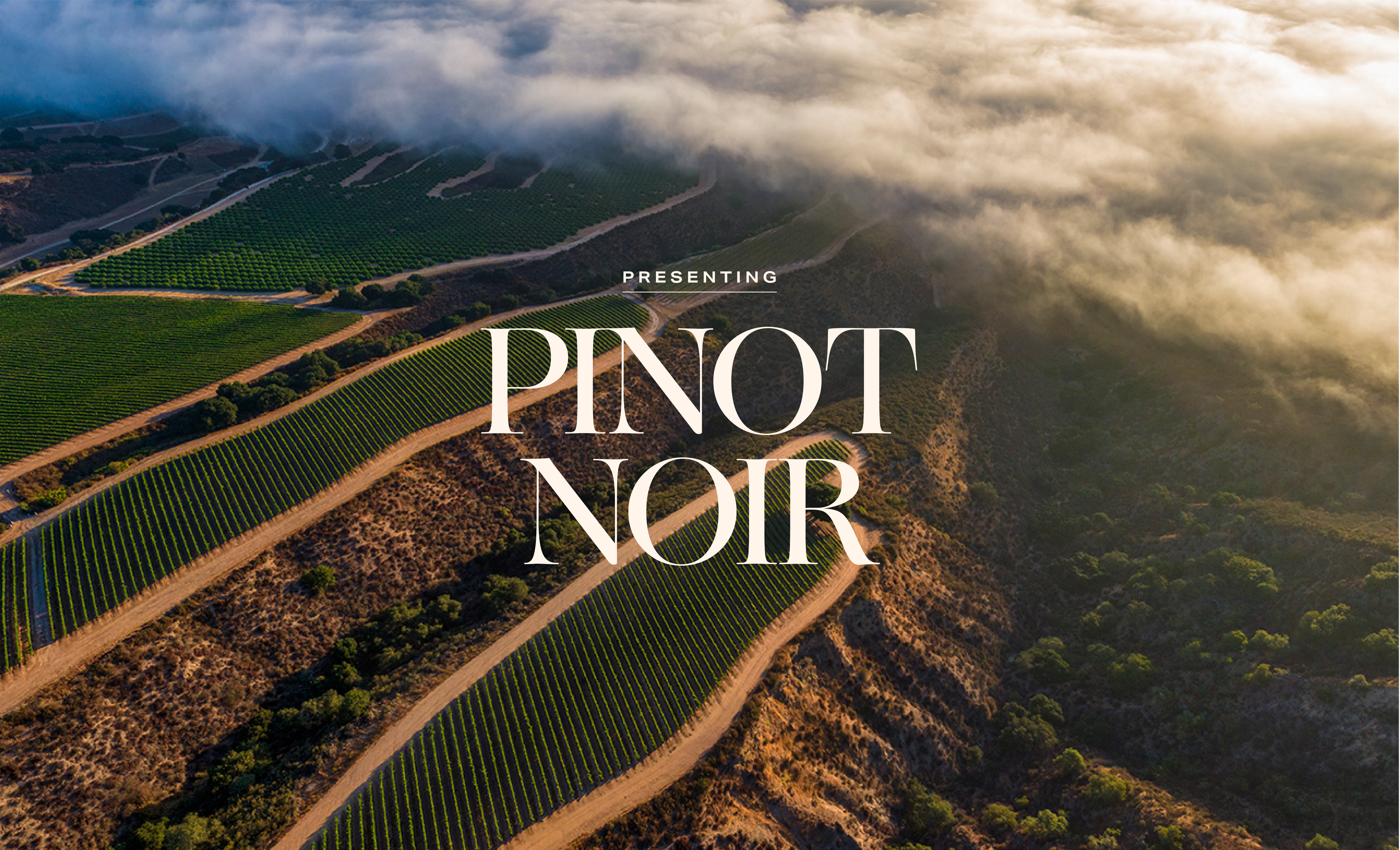 Presenting Pinot Noir